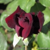 Perle noire